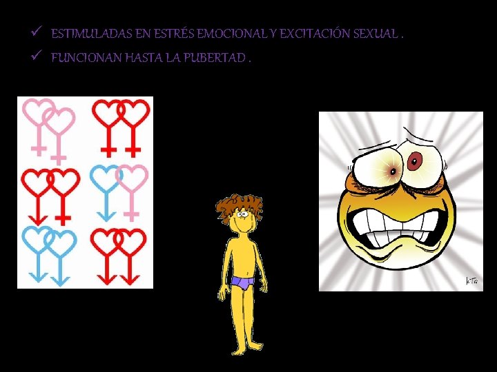 ü ESTIMULADAS EN ESTRÉS EMOCIONAL Y EXCITACIÓN SEXUAL. ü FUNCIONAN HASTA LA PUBERTAD. 