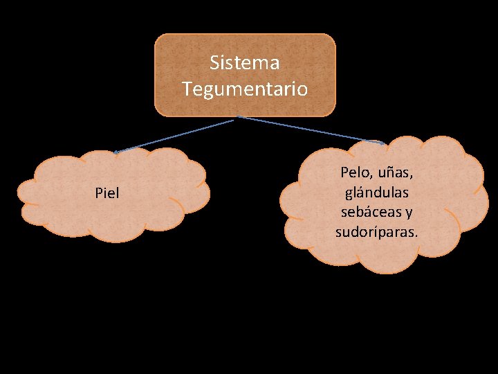 Sistema Tegumentario Piel Pelo, uñas, glándulas sebáceas y sudoríparas. 