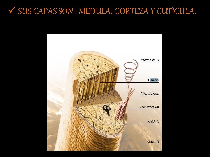 ü SUS CAPAS SON : MEDULA, CORTEZA Y CUTÍCULA. 