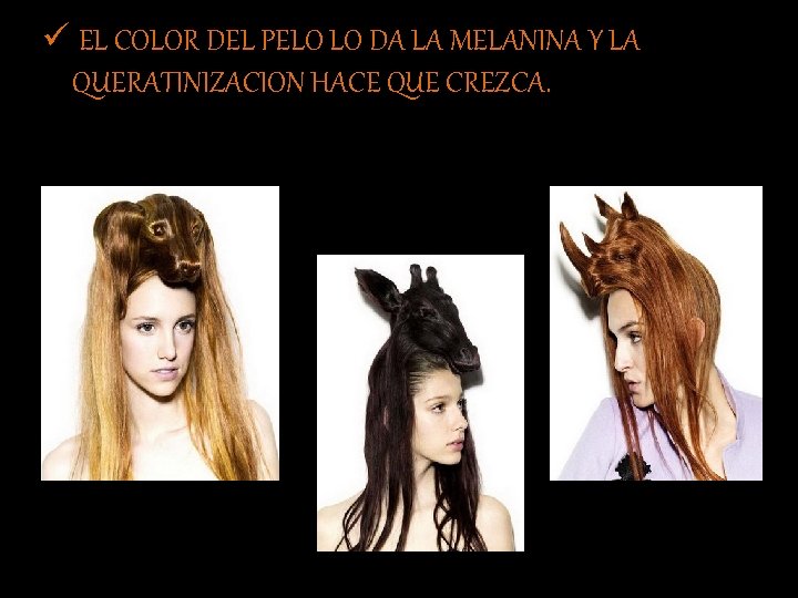 ü EL COLOR DEL PELO LO DA LA MELANINA Y LA QUERATINIZACION HACE QUE