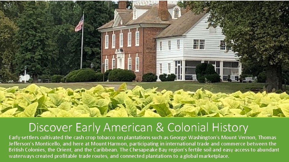 Discover Early American & Colonial History Early settlers cultivated the cash crop tobacco on