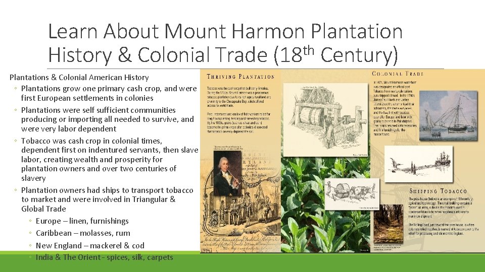 Learn About Mount Harmon Plantation History & Colonial Trade (18 th Century) Plantations &