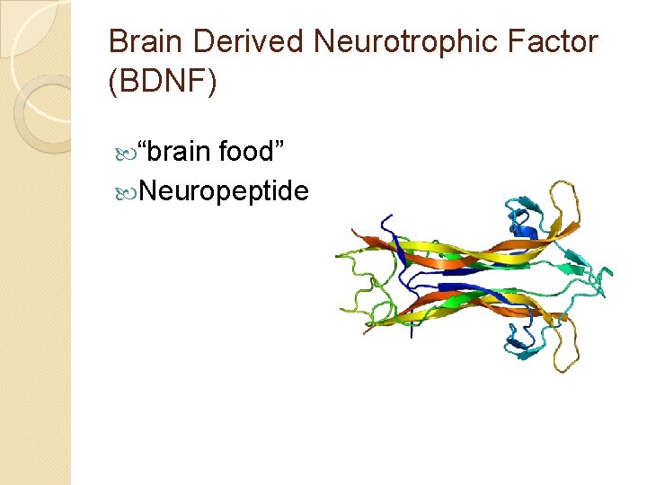 Brain Derived Neurotrophic Factor (BDNF) “brain food” Neuropeptide 