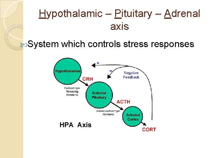 Hypothalamic – Pituitary – Adrenal axis System which controls stress responses 