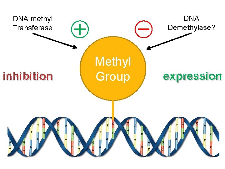 DNA Demethylase? DNA methyl Transferase inhibition Methyl Group expression 