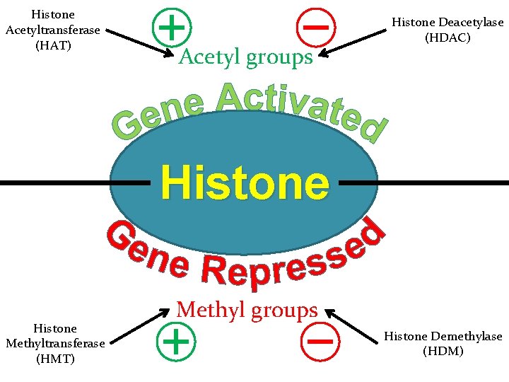 Histone Acetyltransferase (HAT) Acetyl groups Histone Deacetylase (HDAC) Histone Methyltransferase (HMT) Methyl groups Histone