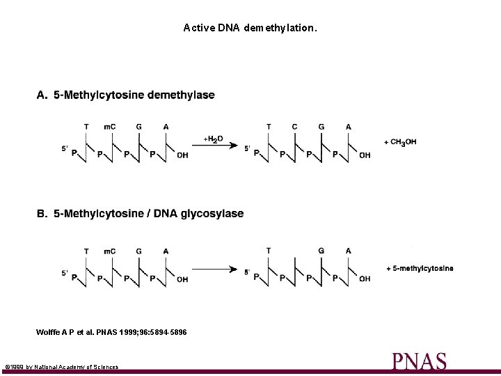 Active DNA demethylation. Wolffe A P et al. PNAS 1999; 96: 5894 -5896 ©