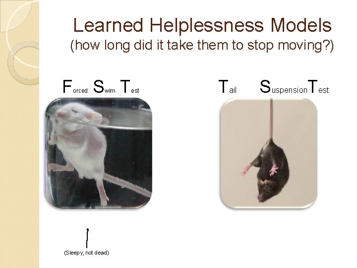 Learned Helplessness Models (how long did it take them to stop moving? ) F