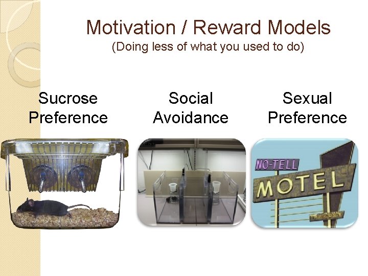 Motivation / Reward Models (Doing less of what you used to do) Sucrose Preference