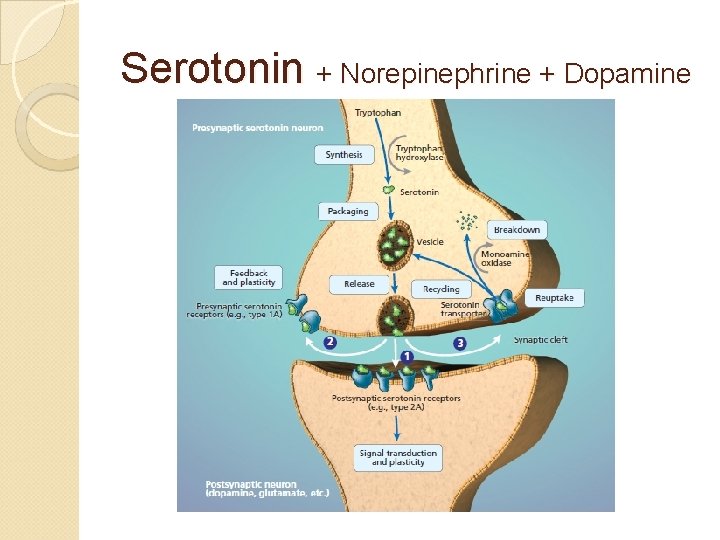 Serotonin + Norepinephrine + Dopamine 