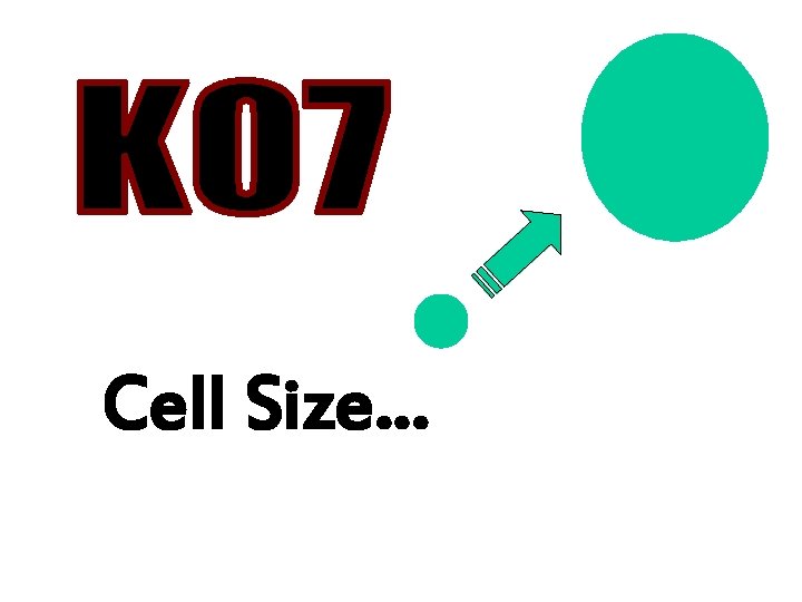 Cell Size… 