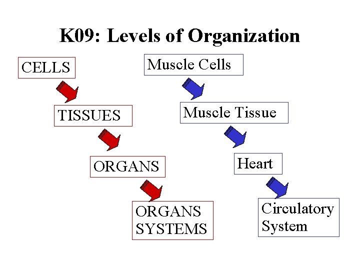 K 09: Levels of Organization Muscle Cells CELLS Muscle Tissue TISSUES ORGANS SYSTEMS Heart