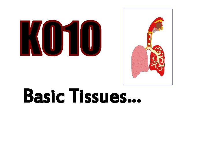 Basic Tissues… 