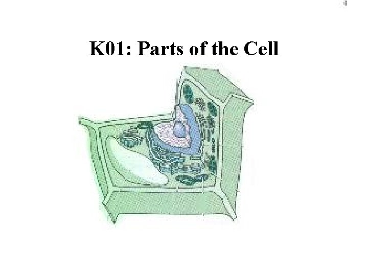 K 01: Parts of the Cell 