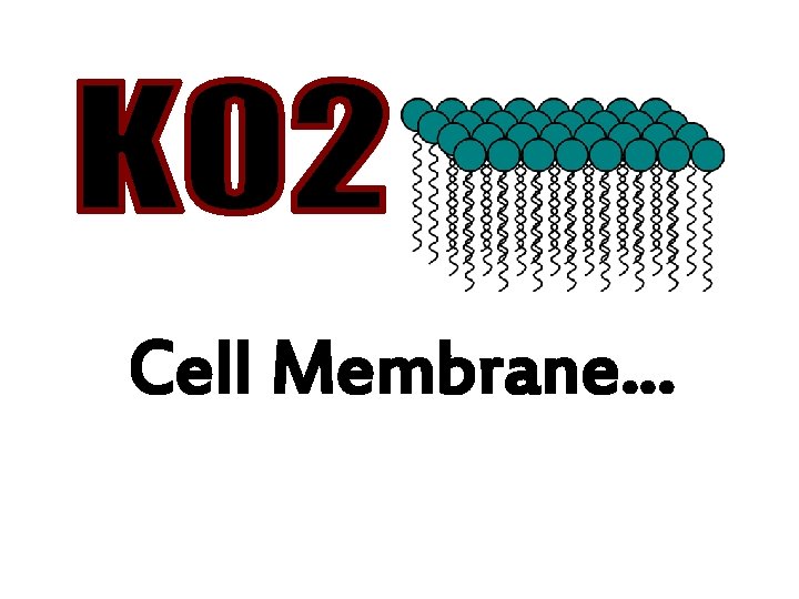 Cell Membrane… 