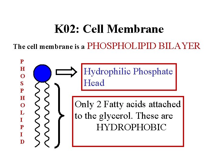 K 02: Cell Membrane The cell membrane is a P H O S P