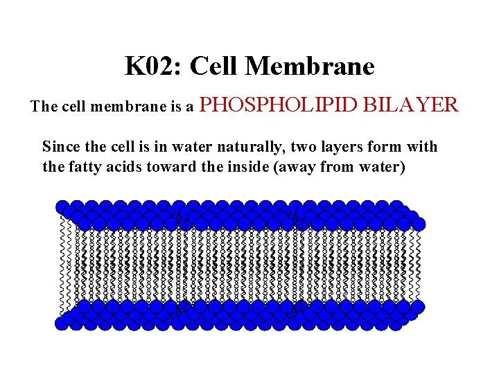 K 02: Cell Membrane The cell membrane is a PHOSPHOLIPID BILAYER Since the cell