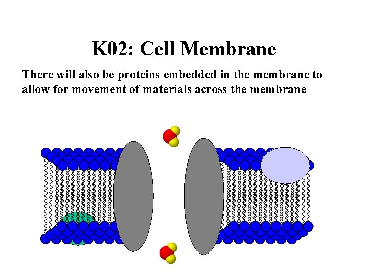 K 02: Cell Membrane There will also be proteins embedded in the membrane to