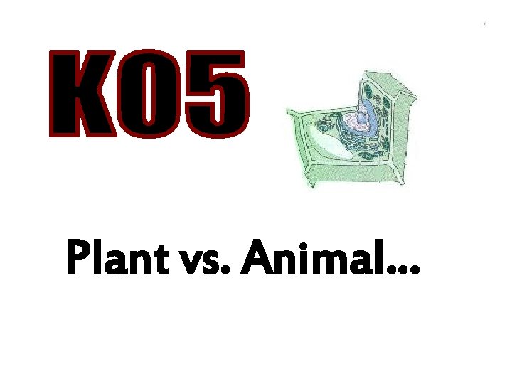 Plant vs. Animal… 