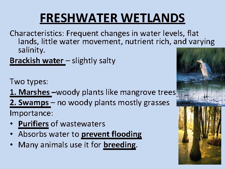 FRESHWATER WETLANDS Characteristics: Frequent changes in water levels, flat lands, little water movement, nutrient FRESHWATER WETLANDS Characteristics: Frequent changes in water levels, flat lands, little water movement, nutrient
