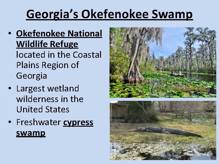 Georgia’s Okefenokee Swamp • Okefenokee National Wildlife Refuge located in the Coastal Plains Region Georgia’s Okefenokee Swamp • Okefenokee National Wildlife Refuge located in the Coastal Plains Region