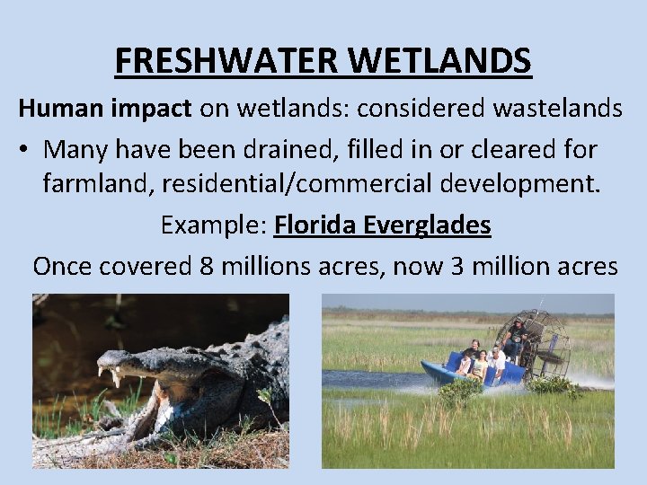 FRESHWATER WETLANDS Human impact on wetlands: considered wastelands • Many have been drained, filled FRESHWATER WETLANDS Human impact on wetlands: considered wastelands • Many have been drained, filled