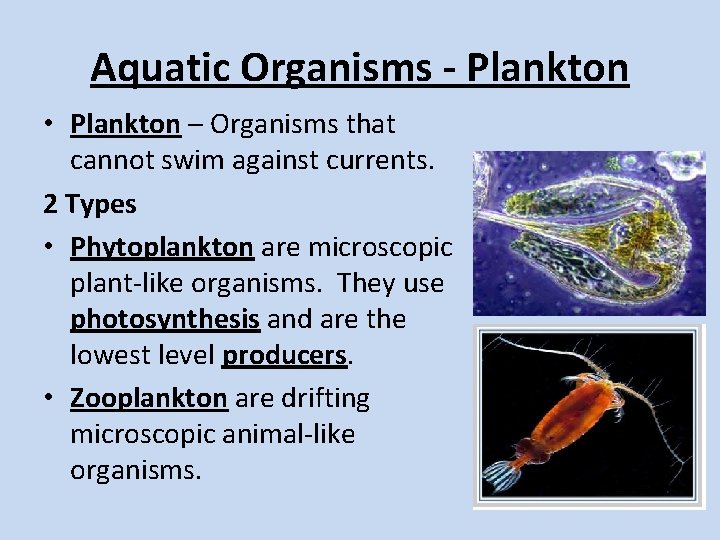 Aquatic Organisms - Plankton • Plankton – Organisms that cannot swim against currents. 2 Aquatic Organisms - Plankton • Plankton – Organisms that cannot swim against currents. 2