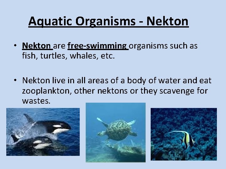Aquatic Organisms - Nekton • Nekton are free-swimming organisms such as fish, turtles, whales, Aquatic Organisms - Nekton • Nekton are free-swimming organisms such as fish, turtles, whales,