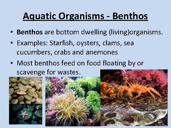 Aquatic Organisms - Benthos • Benthos are bottom dwelling (living)organisms. • Examples: Starfish, oysters, Aquatic Organisms - Benthos • Benthos are bottom dwelling (living)organisms. • Examples: Starfish, oysters,