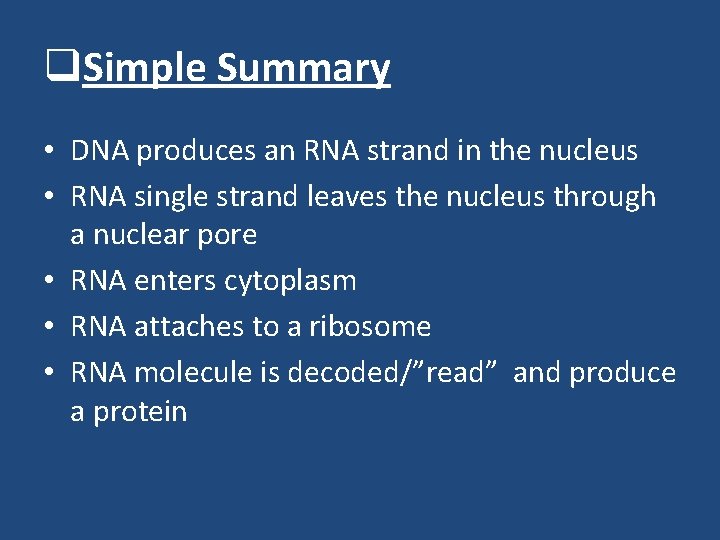 q. Simple Summary • DNA produces an RNA strand in the nucleus • RNA