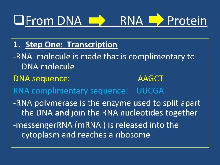 q. From DNA RNA Protein 1. Step One: Transcription -RNA molecule is made that