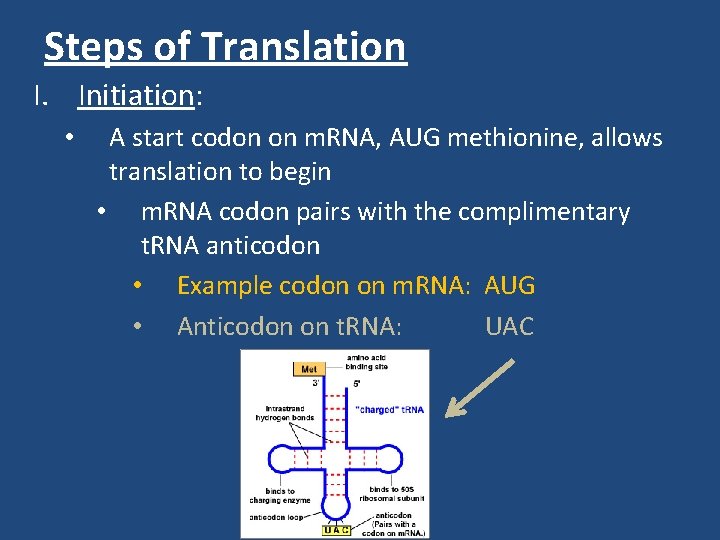 Steps of Translation I. Initiation: • A start codon on m. RNA, AUG methionine,