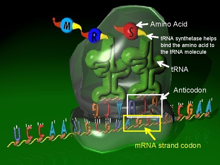 Amino Acid t. RNA synthetase helps bind the amino acid to the t. RNA