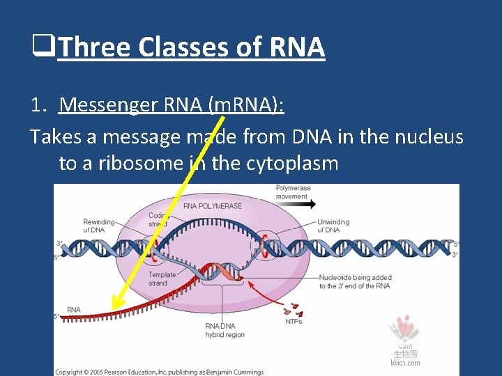 q. Three Classes of RNA 1. Messenger RNA (m. RNA): Takes a message made