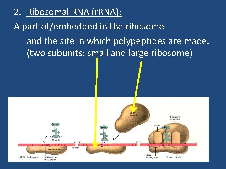 2. Ribosomal RNA (r. RNA): A part of/embedded in the ribosome and the site