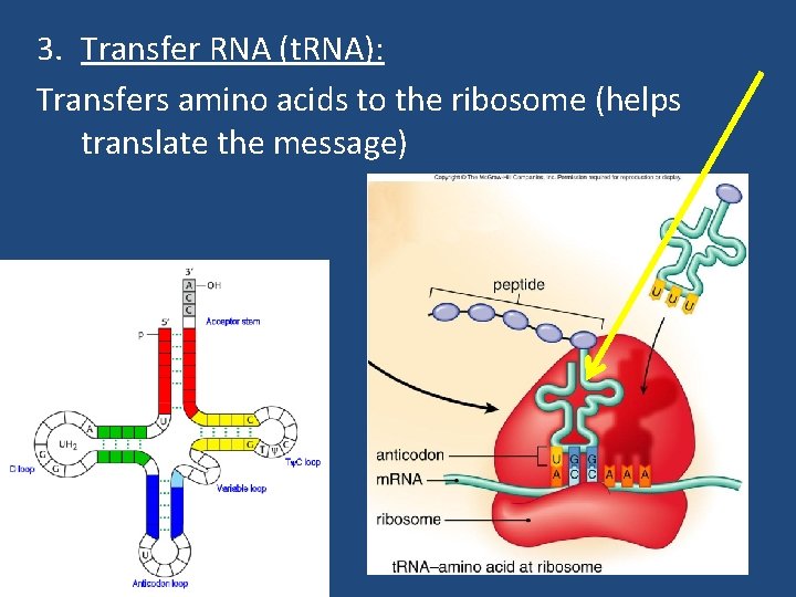 3. Transfer RNA (t. RNA): Transfers amino acids to the ribosome (helps translate the