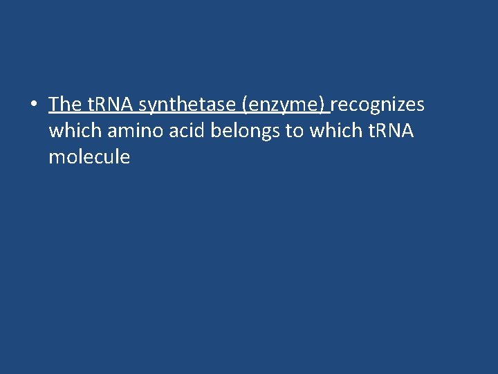 • The t. RNA synthetase (enzyme) recognizes which amino acid belongs to which