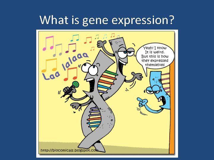 What is gene expression? 