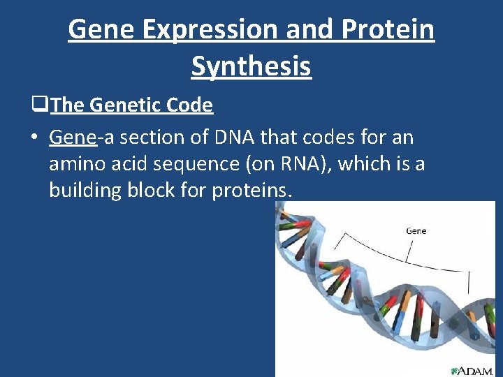 Gene Expression and Protein Synthesis q. The Genetic Code • Gene-a section of DNA