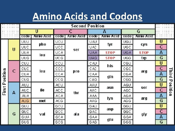 Amino Acids and Codons 