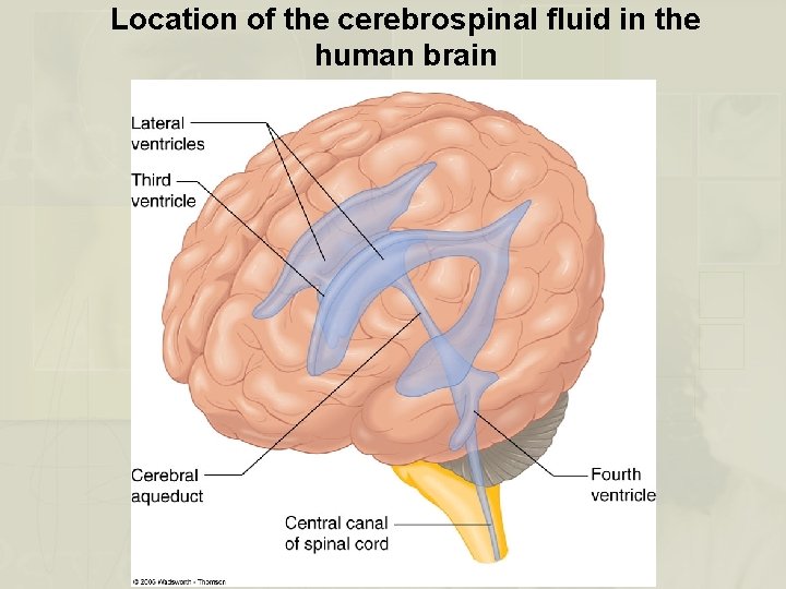 Location of the cerebrospinal fluid in the human brain 