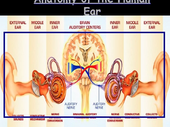 Anatomy of the Human Ear 