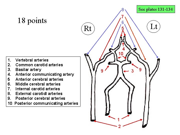 Circle of Willis Drawing See plates 131 -134 8 18 points 7 6 5