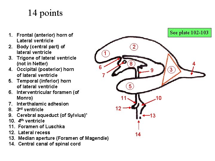 14 points 1. Frontal (anterior) horn of Lateral ventricle 2. Body (central part) of