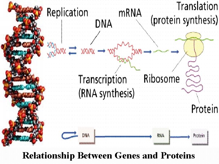 Relationship Between Genes and Proteins 