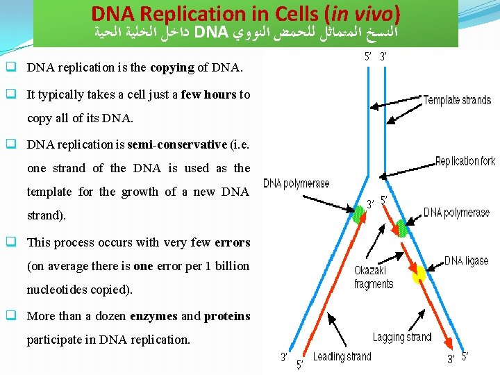 DNA Replication in Cells (in vivo) ﺩﺍﺧﻞ ﺍﻟﺨﻠﻴﺔ ﺍﻟﺤﻴﺔ DNA ﺍﻟﻨﺴﺦ ﺍﻟﻤﺘﻤﺎﺛﻞ ﻟﻠﺤﻤﺾ ﺍﻟﻨﻮﻭﻱ