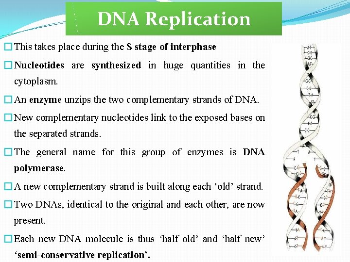 DNA Replication � This takes place during the S stage of interphase � Nucleotides