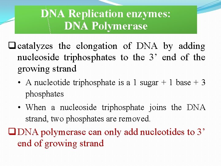 DNA Replication enzymes: DNA Polymerase q catalyzes the elongation of DNA by adding nucleoside