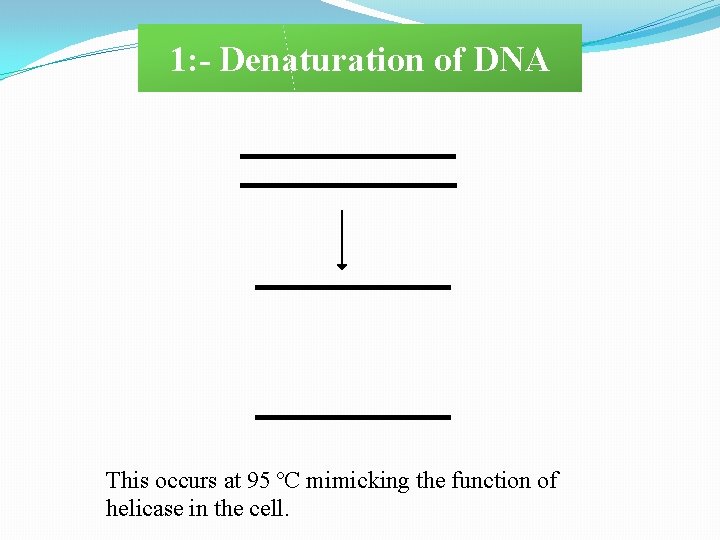 1: - Denaturation of DNA This occurs at 95 ºC mimicking the function of