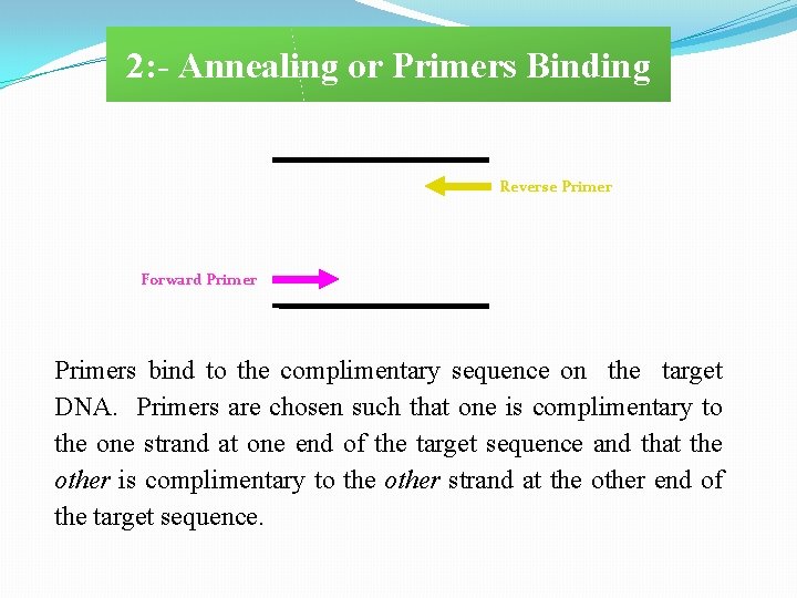 2: - Annealing or Primers Binding Reverse Primer Forward Primers bind to the complimentary
